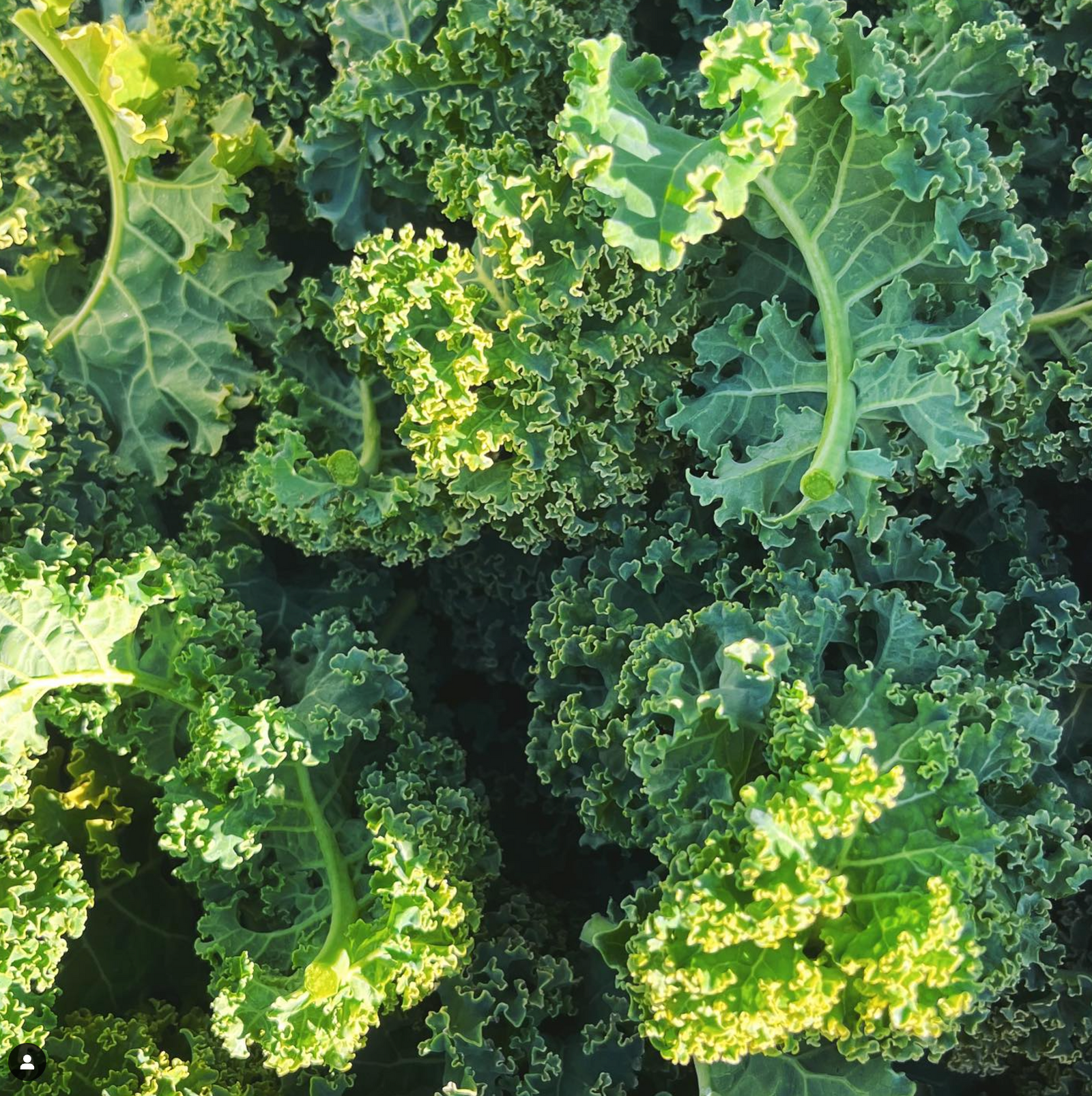 Enlightened Farms photo 14